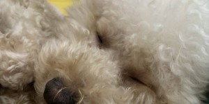 上海申花vs成都蓉城：门票即将开售，背后的战术较量与球迷热情
